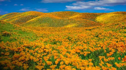 والپیپر دشت گل های بهاری کالیفرنیا برای دسکتاپ