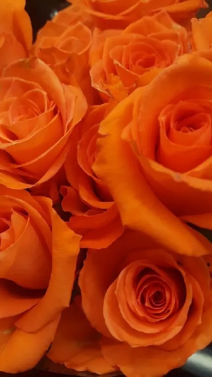 والپیپر گل رز نارنجی برای گوشی و موبایل