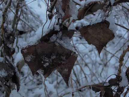 عکس پروفایل درخت یخ زده در زمستان با کیفیت بالا