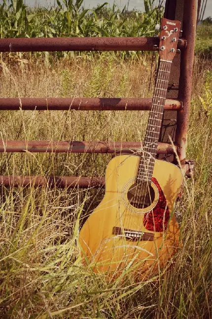 عکس روز جهانی گیتار یک ساز احساسی از نوادگان ویولا