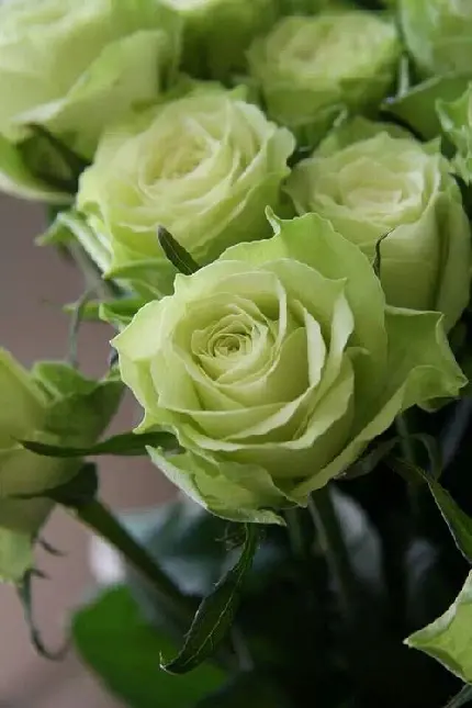 دانلود عکس گل رز هلندی به رنگ سبز با کیفیت بالا برای والپیپر