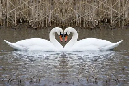 عکس عاشقانه قو ها در دریاچه