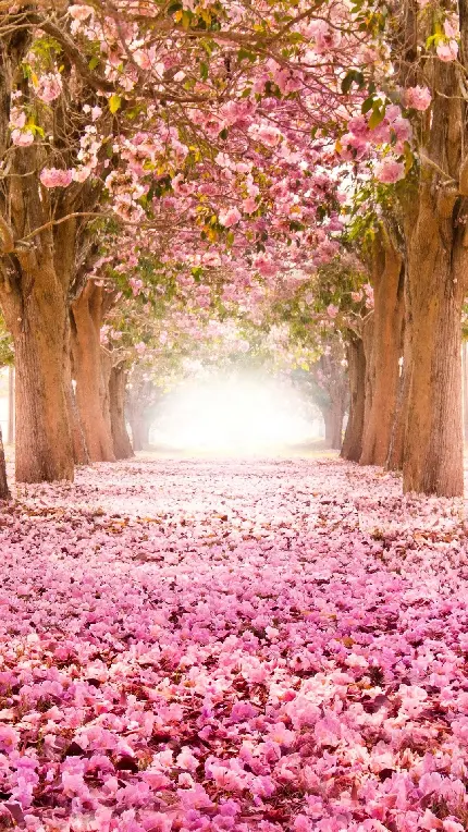 تصویر شکوفه های گیلاس برای علاقه مندان به طبیعت بکر ژاپن