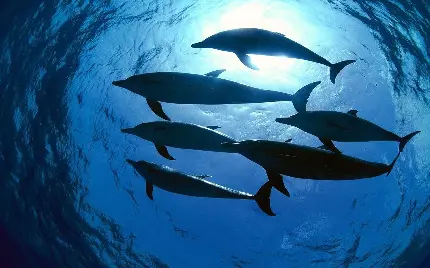 عکس زیباترین دلفین ها با کیفیت