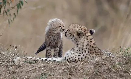 تصویر زمینه و والپیپر جالب از یوزپلنگ و بچه اش با کیفیت HD