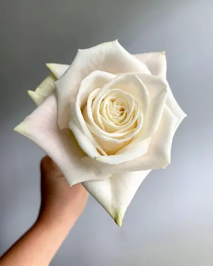 عکس گل رز سفید برای پروفایل با کیفیت بالا