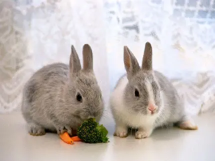 عکس خرگوش کوچولو پشمالو با کیفیت بالا