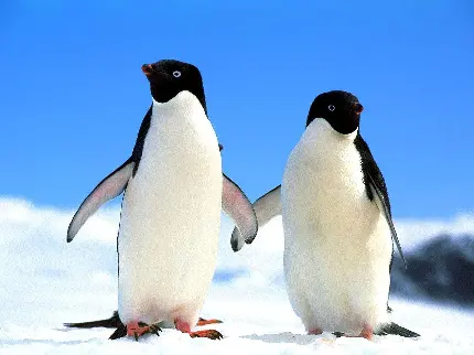 عکس جالب پنگوئن ها