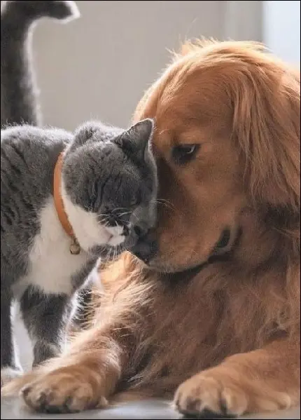 عکس زیبا و بامزه از محبت سگ و گربه