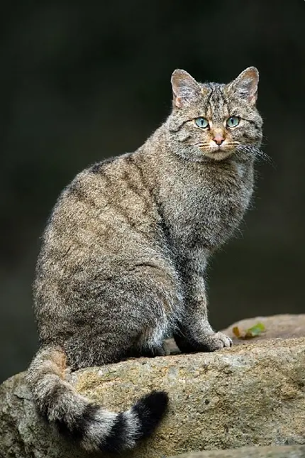 دانلود عکس گربه وحشی گونه اروپایی