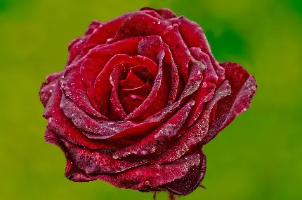عکس پس زمینه گل رز قرمز عاشقانه طبیعی