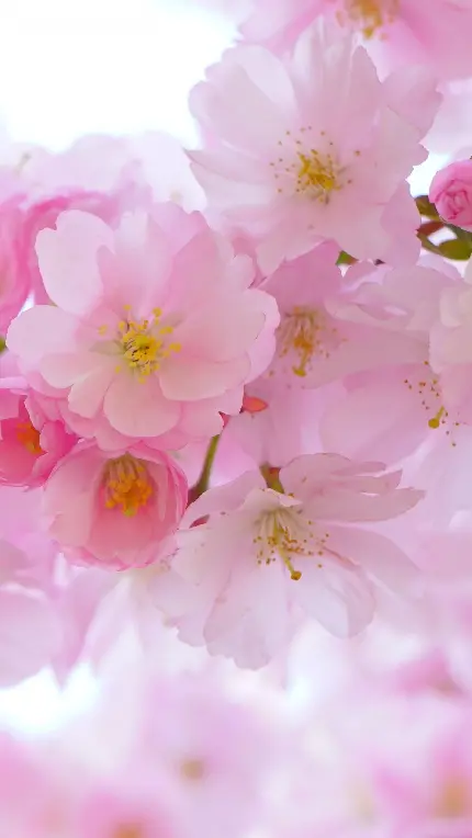 عکس جذاب و دیدنی از شکوفه های گیلاس شاداب و باطراوت