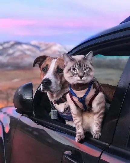 عکس زیبا از مسافرت سگ و گربه
