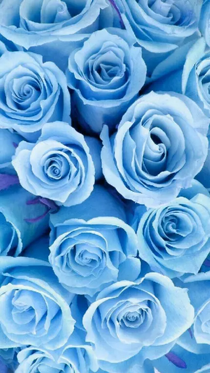 دانلود والپیپر گل رز های آبی