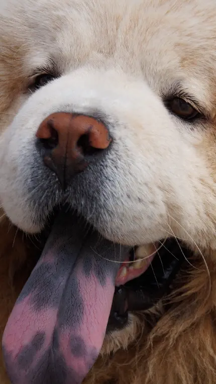 عکس سگ چاوچاو زیبا و جذاب با کیفیت بالا 