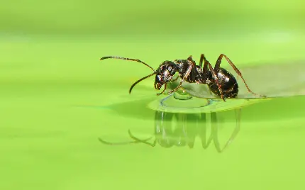 عکس مورچه با کیفیت hd