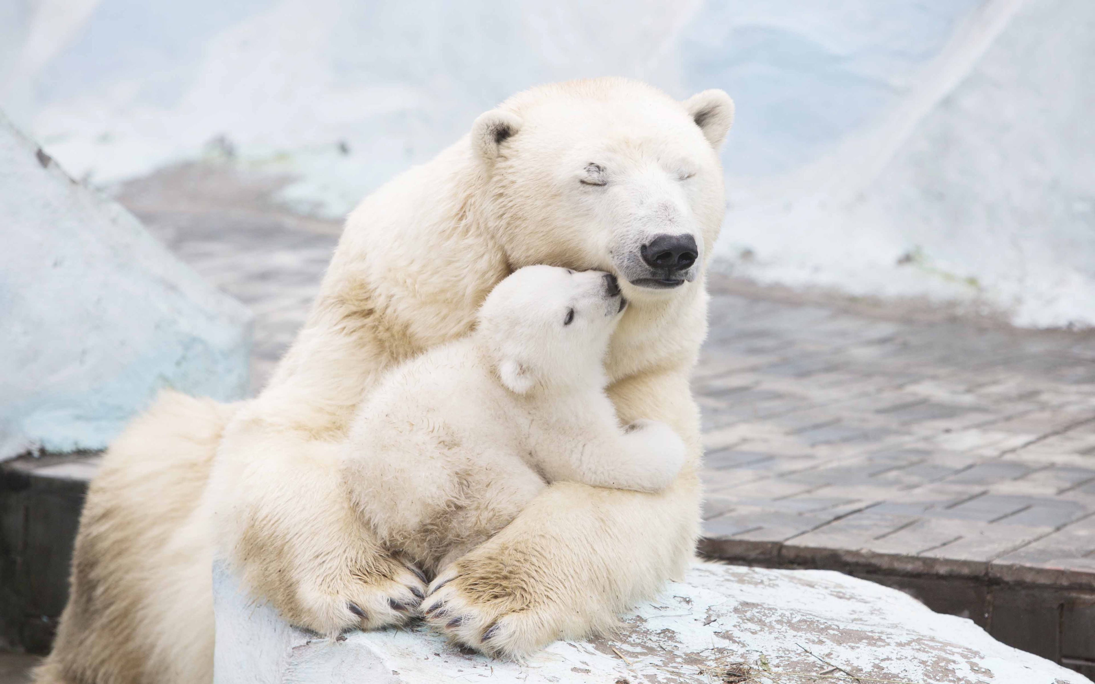 عکس خرس قطبی یکی از بزرگترین گونه ‌های خرس با کیفیت بالا