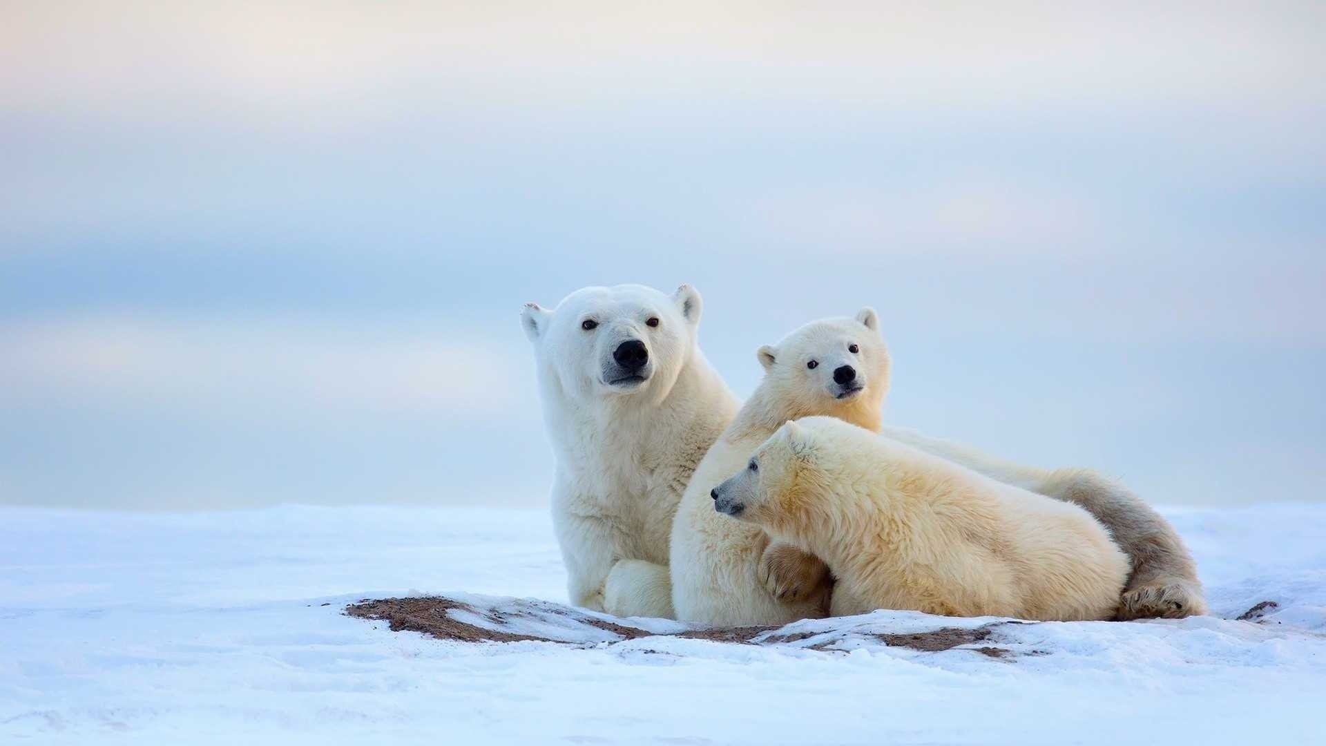 عکس گونه ای آسیب پذیر به نام خرس قطبی برای روز جهانی خرس قطبی