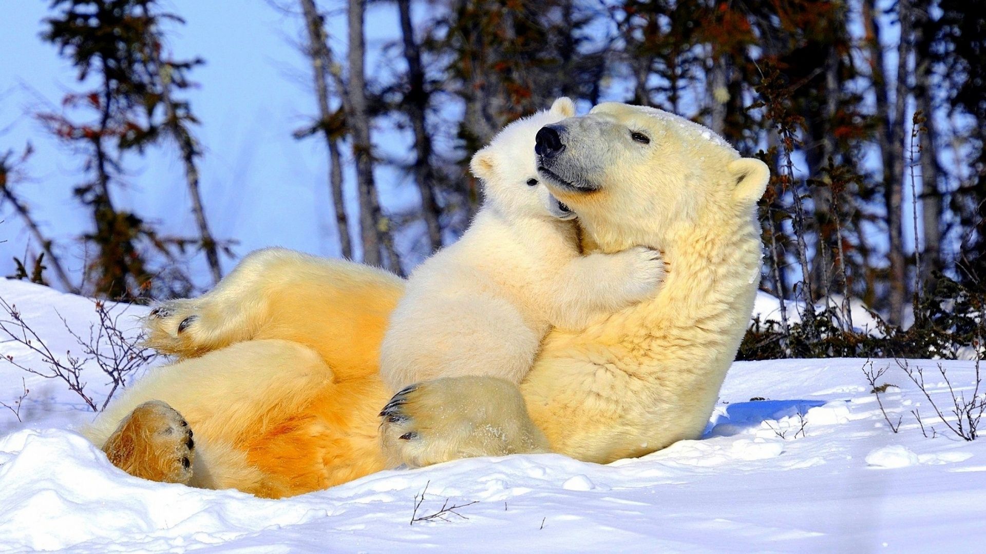 عکس خرس قطبی گونه خواهر برای خرس قهوه ‌ای با کیفیت عالی