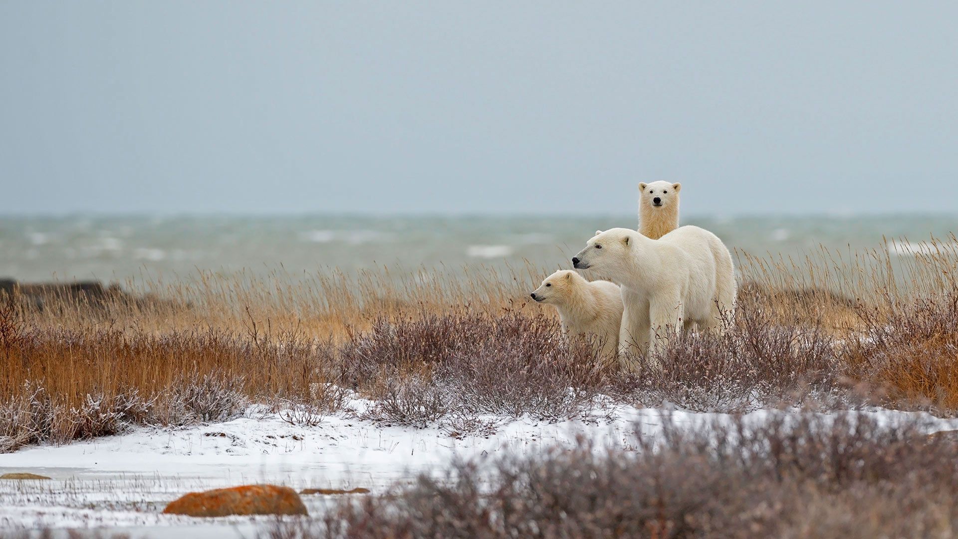 عکس خرس قطبی بومی محدوده مدار شمالگان برای روز خرس قطبی