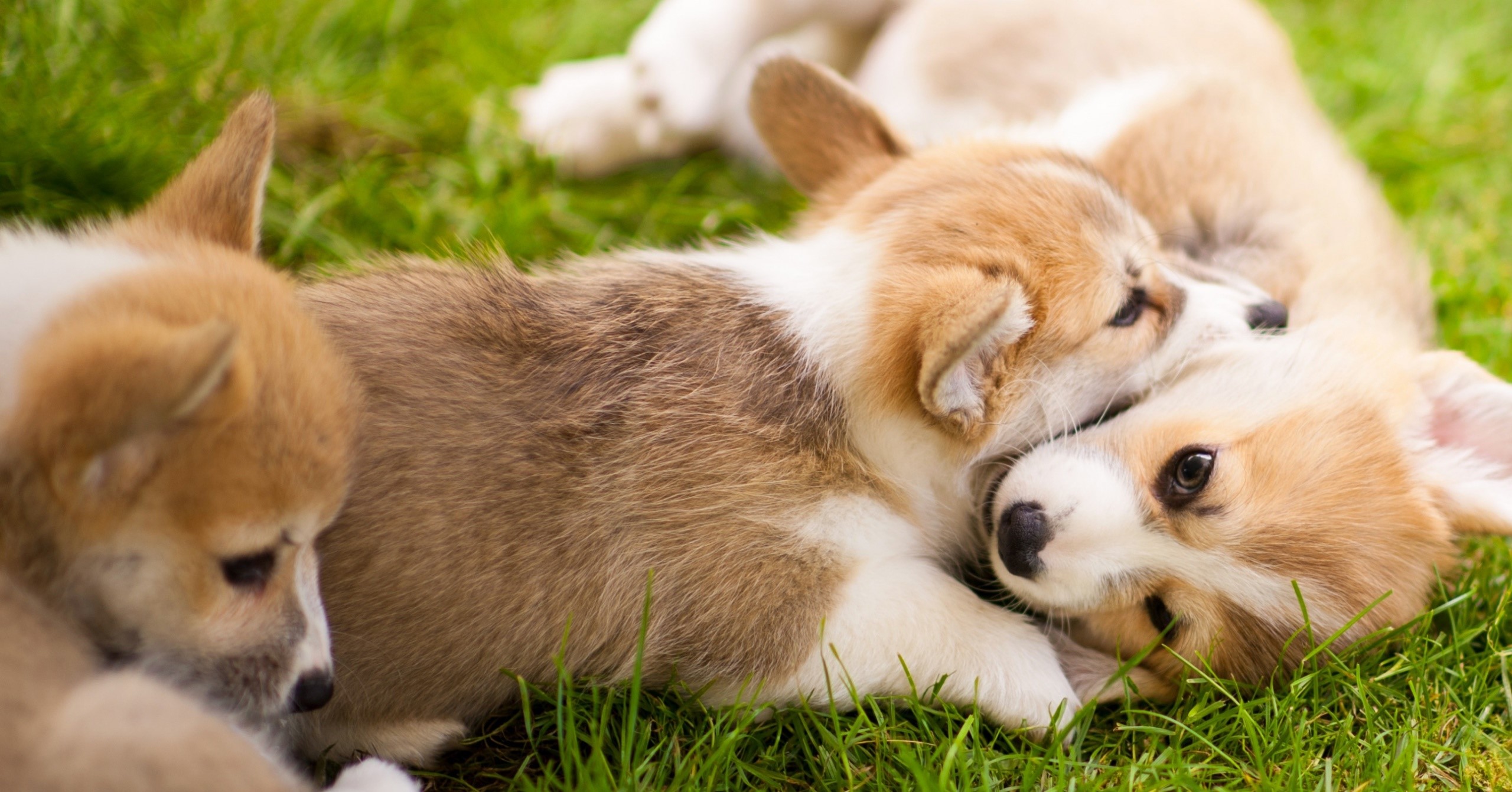 عکس از توله سگ های بامزه و خوشکل با کیفیت فول اچ دی 