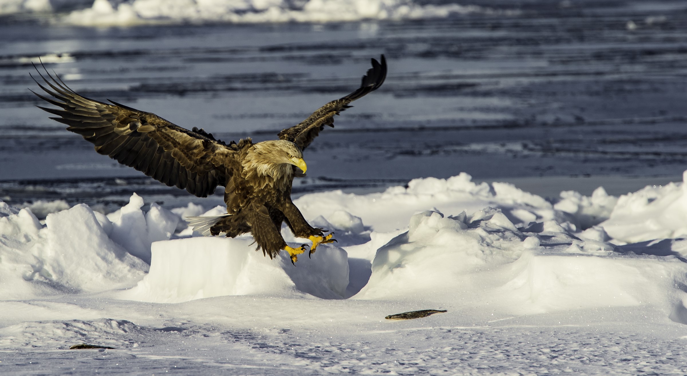 والپیپر عقاب شکاری با کیفیت بالا برای تصویر زمینه
