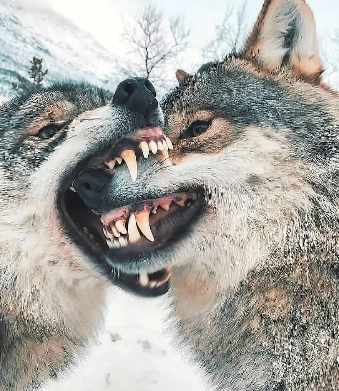 تصویر عاشقانه گاز گرفتن گرگ ماده توسط گرگ نر