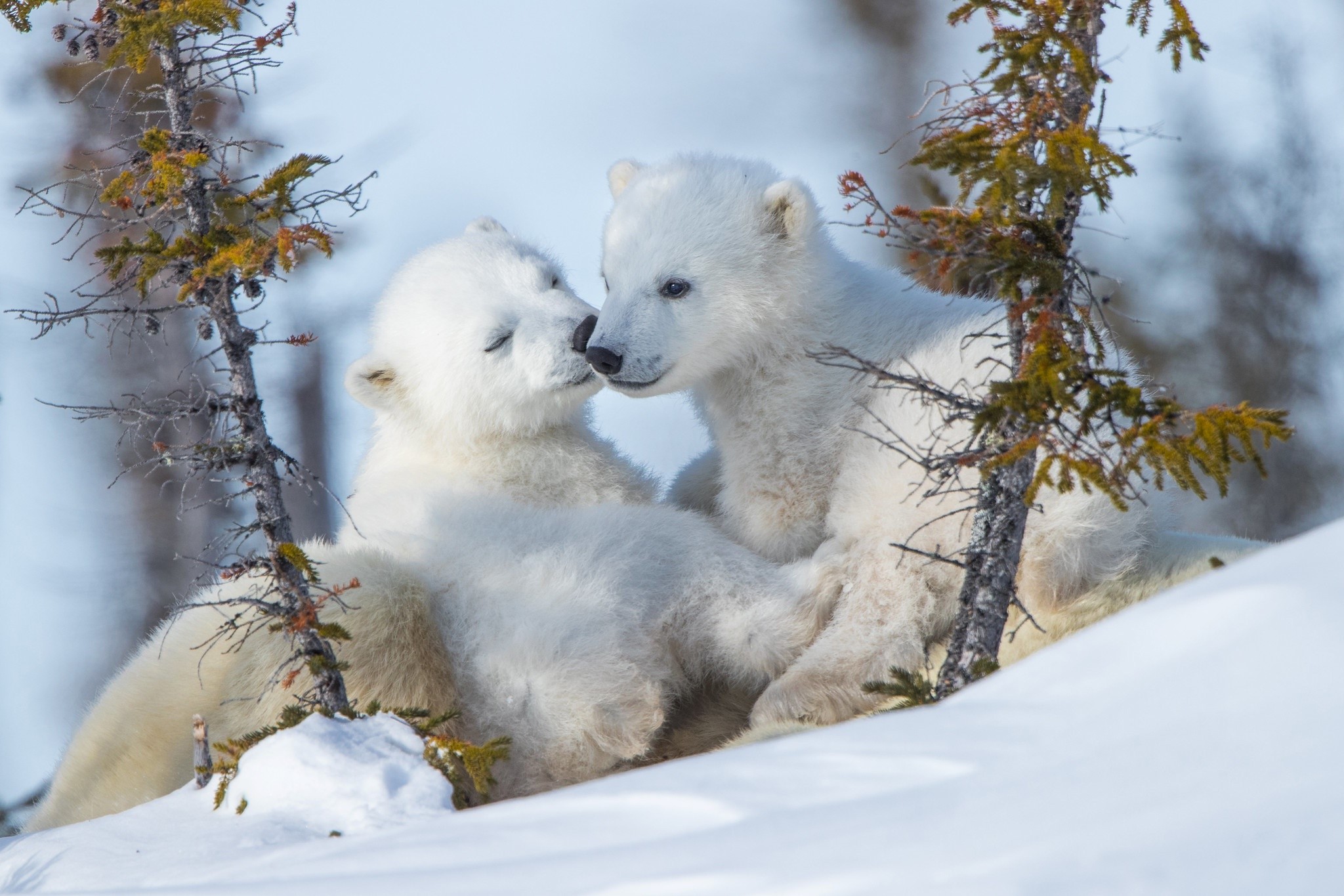 دانلود تصویر زمینه بسیار زیبا و جذاب از بچه خرس های قطبی