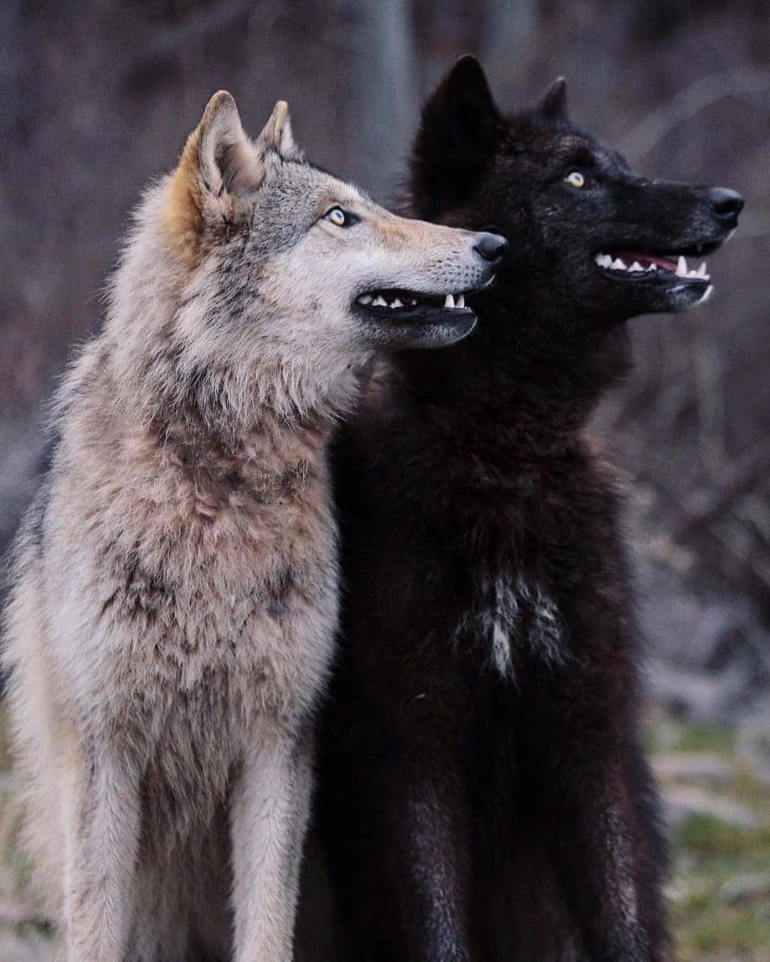 تصویر دو گرگ خفن سیاه و سفید