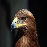 چاپ قاب موبایل و گوشی عکس عقاب طلایی خفن با کیفیت بالا