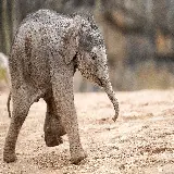 عکس و تصویر زمینه از بچه فیل با مزه با کیفیت فول اچ دی