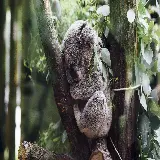 عکس و تصویر زمینه از حیوان کوالا خوابیده بر روی درخت