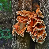 عکس قارچ جوجه جنگلی یا Laetiporus با کیفیت بالا