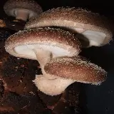 عکس و والپیپر قارچ شیاتاکه یا قارچ سیاه و دونکوش