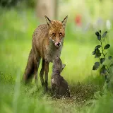 تصویر زمینه و والپیپر از روباه و بچه اش با کیفیت اچ دی