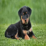 چاپ قاب موبایل و گوشی عکس سگ مهربان از نژاد rottweiler روتوایلر با کیفیت عالی