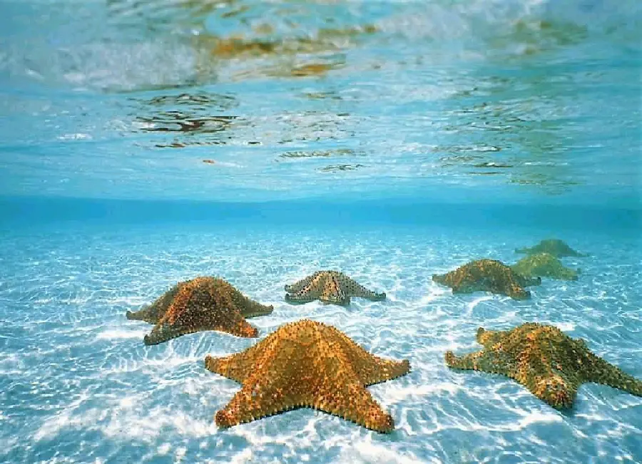 عکس ستاره دریایی شگفتی اعماق در زیر آب با کیفیت بالا