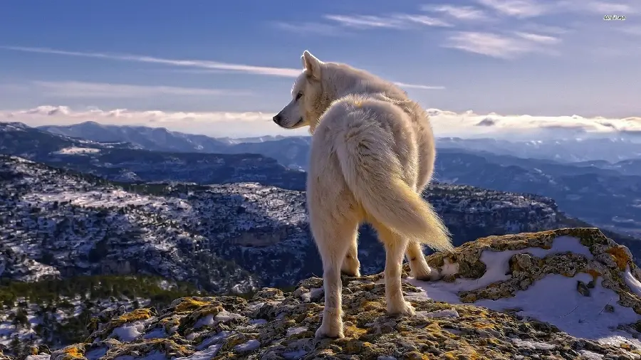 عکس از گرگ سفید در منظره های از قطب شمال
