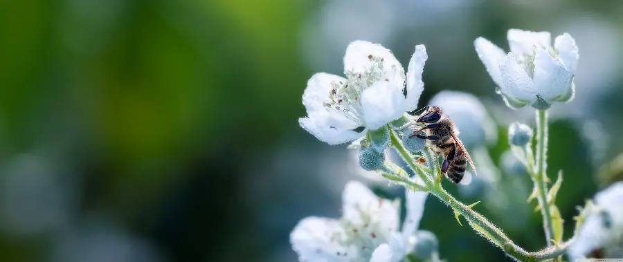 عکس ماکرو زنبور و گلهای خوش رنگ و رخسار