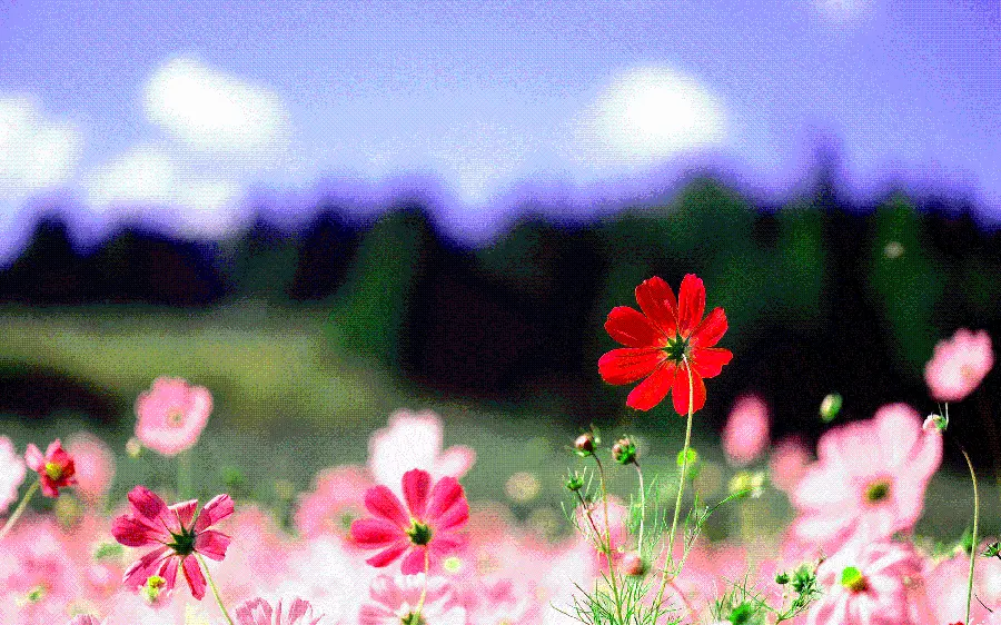 عکس پروفایل تماشایی و بکر بهاری دخترانه جدید با کیفیت بالا