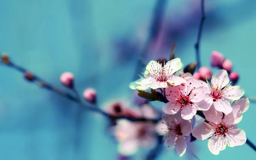 عکس زمینه و تصویر زمینه HD شکوفه های بهاری قشنگ و رنگ زیبا برای والپیپر
