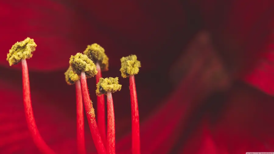 عکس ماکرو گل نرگس سرخ بسیار زیبا