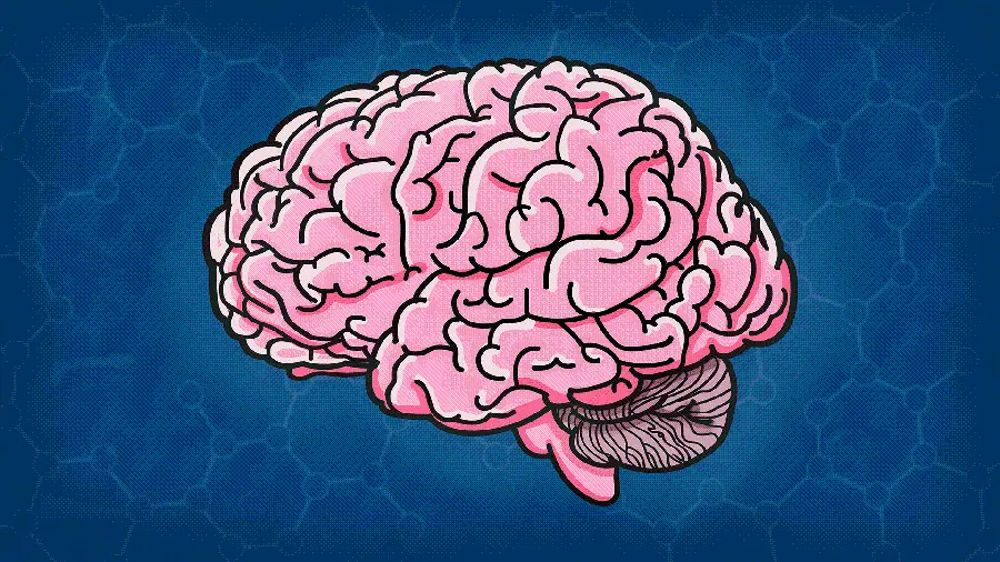 عکس مغز انسان نقاشی