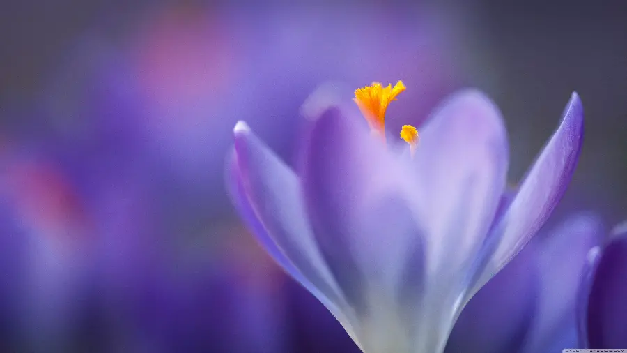 عکس ماکرو گل زعفران به رنگ بنفش خاص با کیفیت 4K