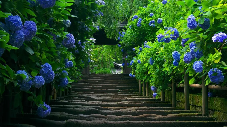 عکس زیبا و رویایی از طبیعت بکر و شگفت انگیز و پله های متفاوت و درخت های خاص