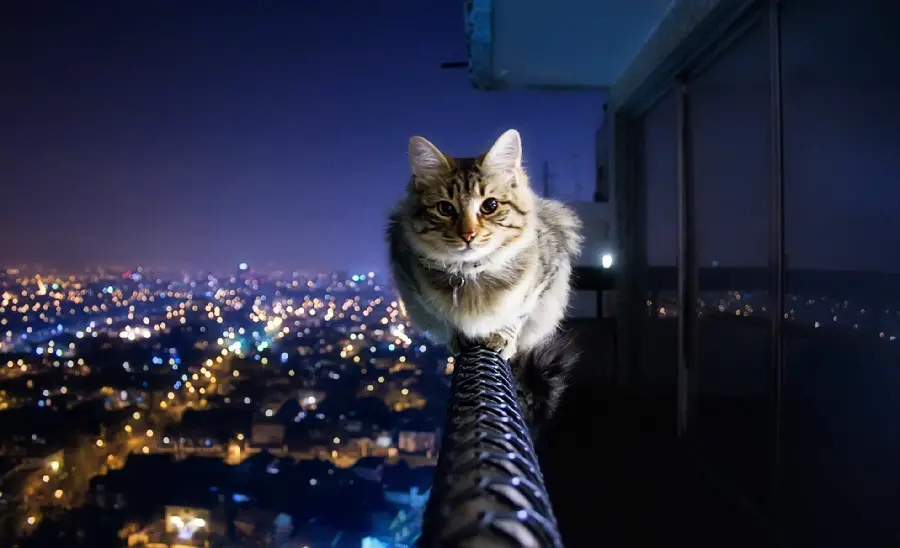 جدیدترین والپیپر و بک گراند گربه ناز و ملوس و شجاع ایستاده بر روی نرده تراس یک برج