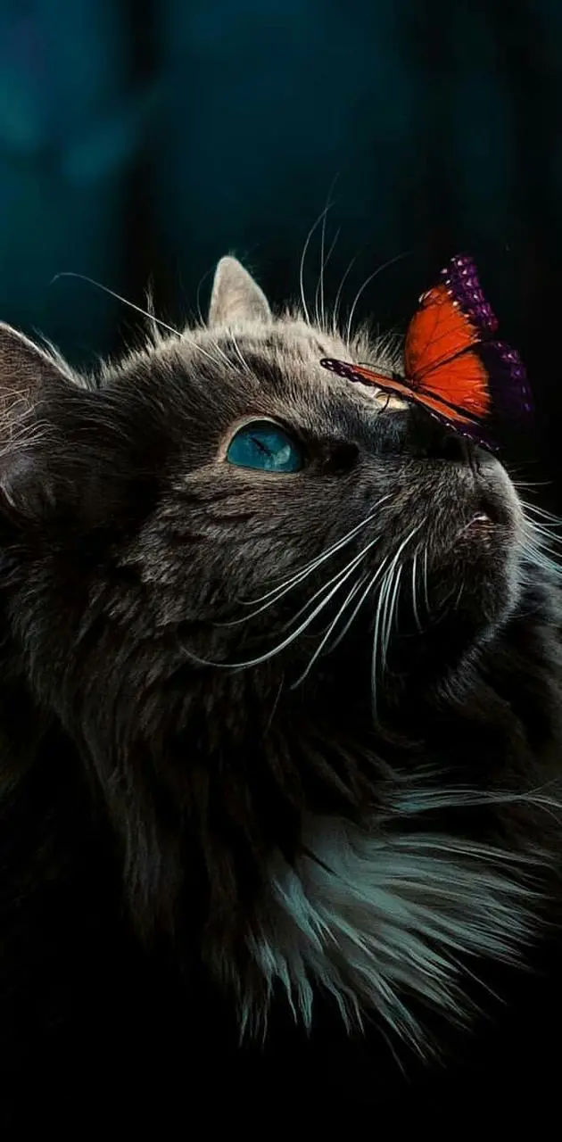 عکس فوق العاده زیبا از گربه و پروانه با کیفیت بالا