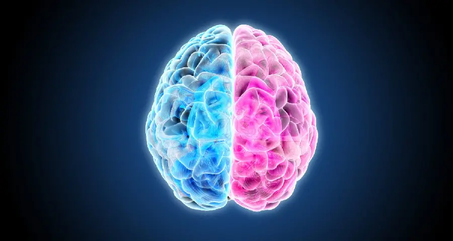 عکس مغز انسان برای محتوای وبسایت