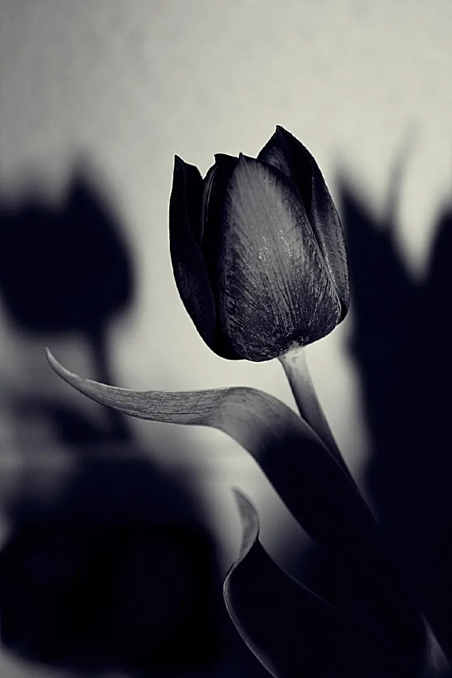 والپیپر گل لاله با رنگ سیاه برای موبایل