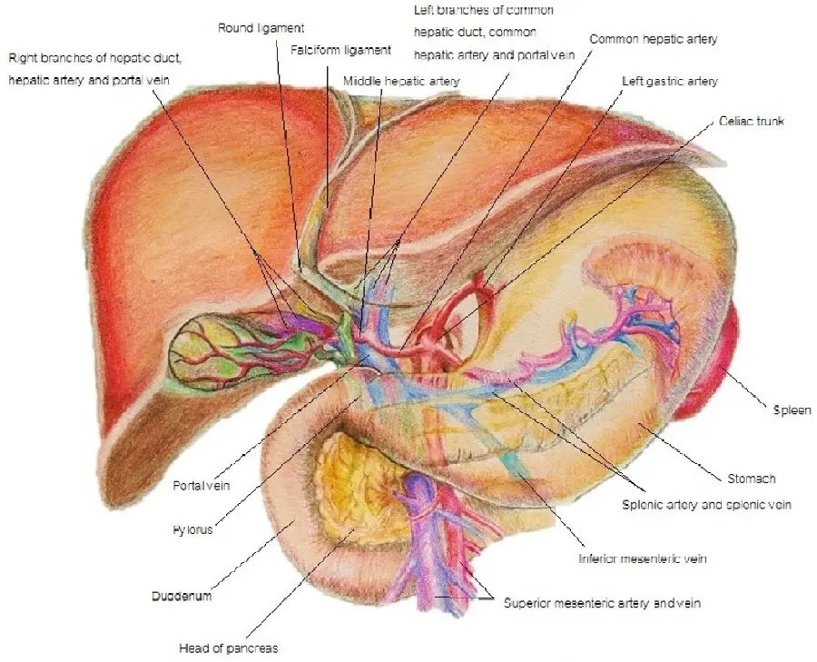 عکس تشریح بخش های مختلف کبد انسان در بدن
